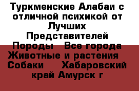 Туркменские Алабаи с отличной психикой от Лучших Представителей Породы - Все города Животные и растения » Собаки   . Хабаровский край,Амурск г.